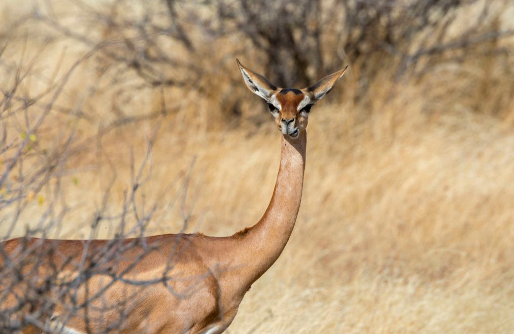 Gerenuk