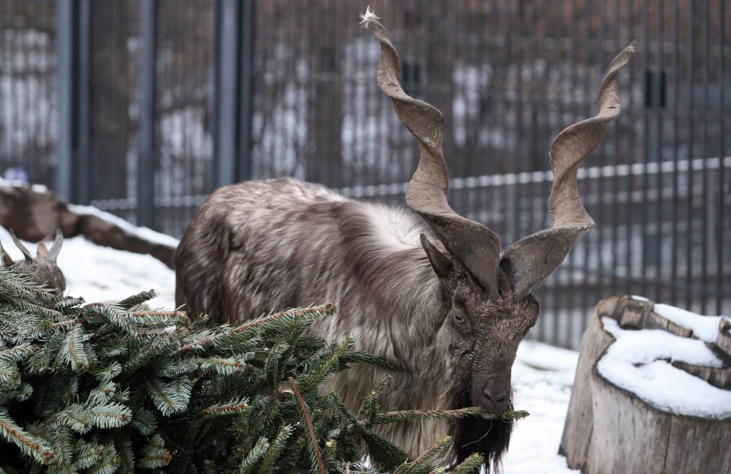 Markhor