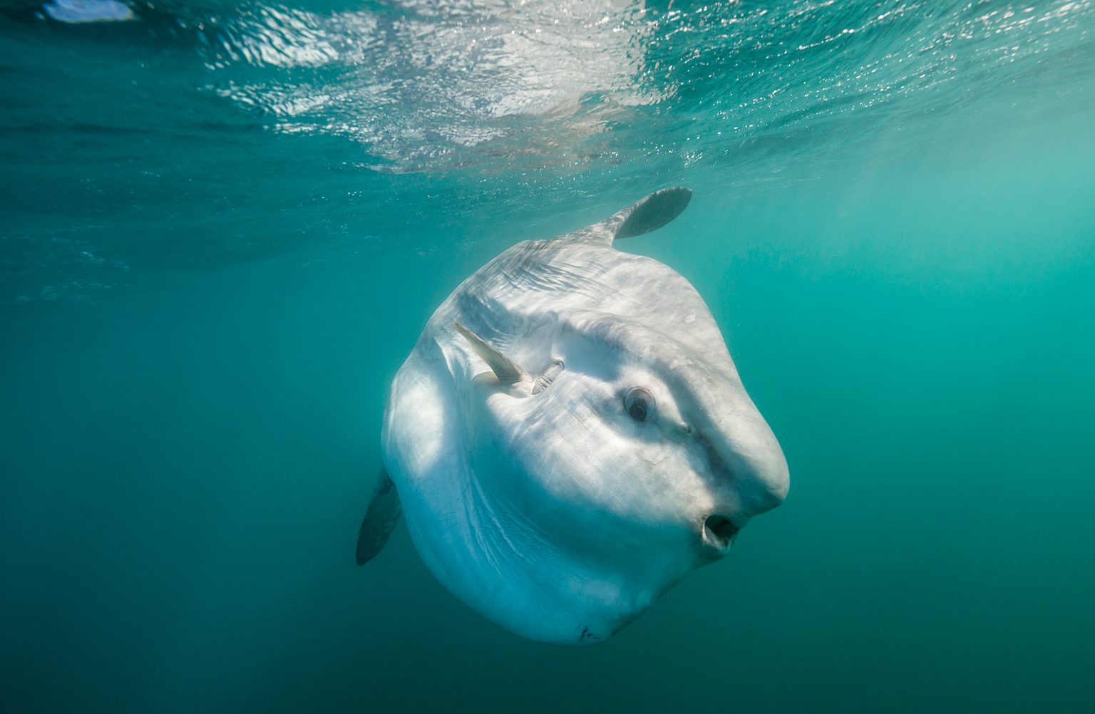 Ocean sunfish