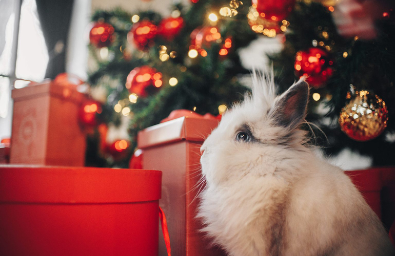 Gifts for you and your furry friend
