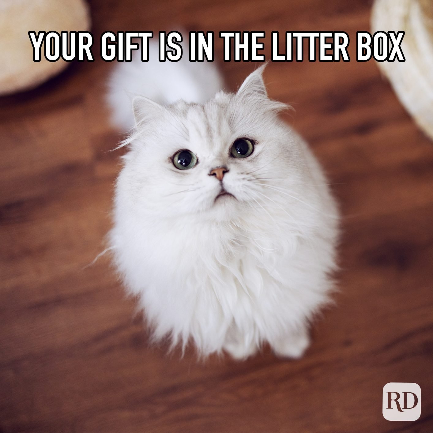 Cats on Christmas
