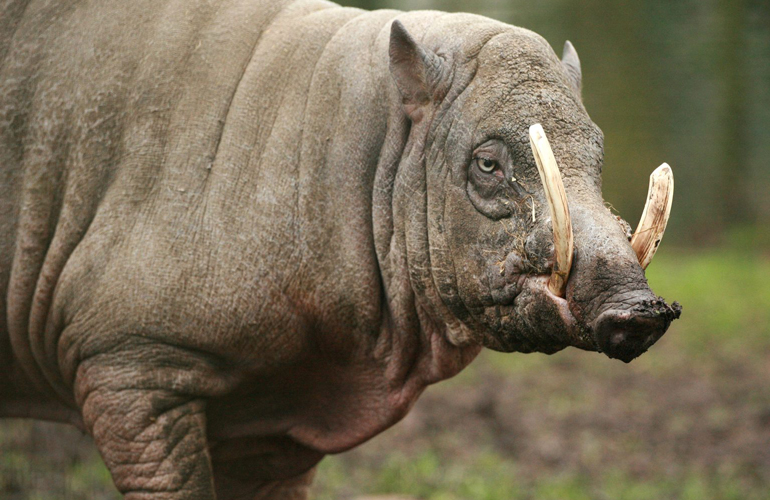 Babirusa