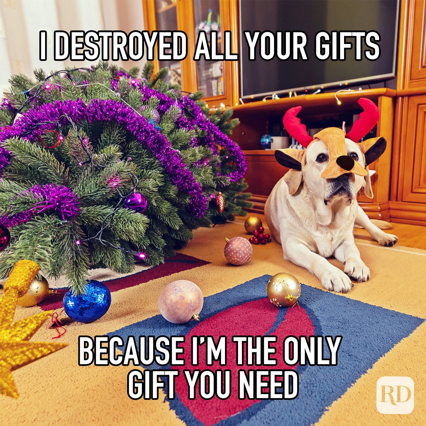 Puppies are a gift