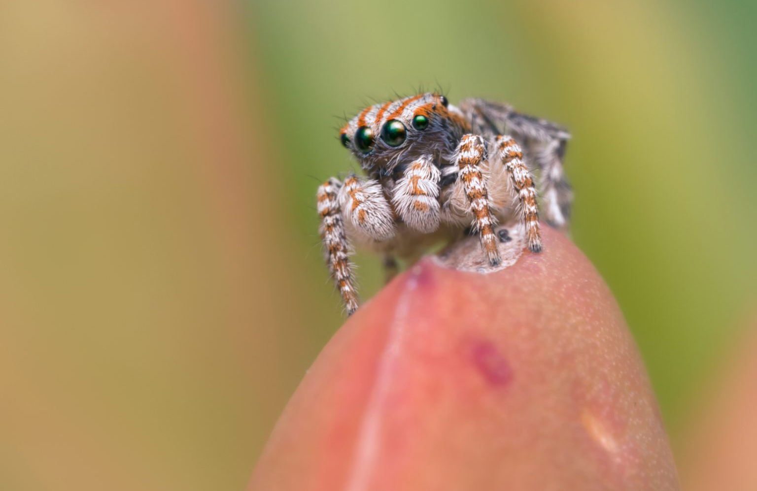 Australian peacock spider