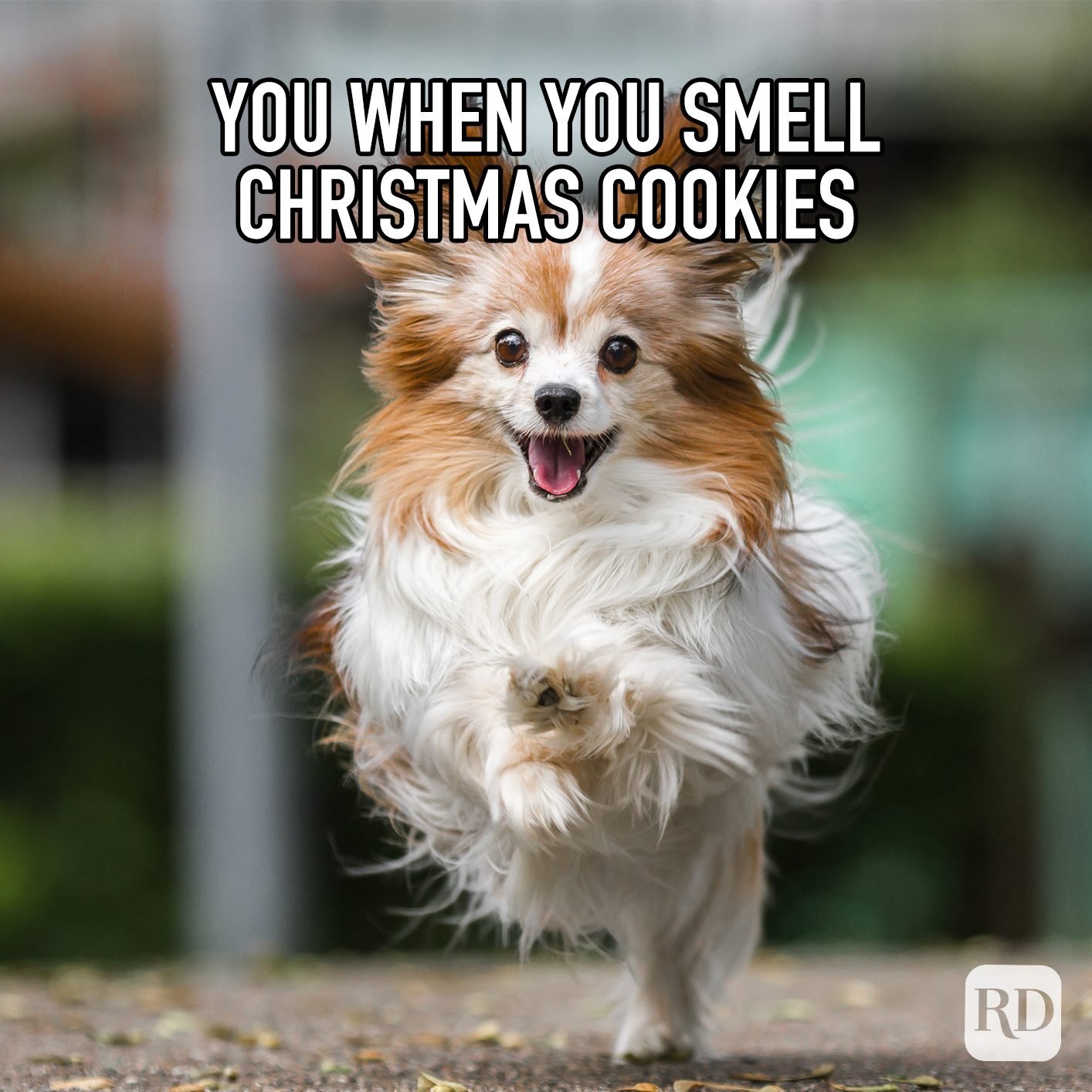 The scent of sugar and happiness