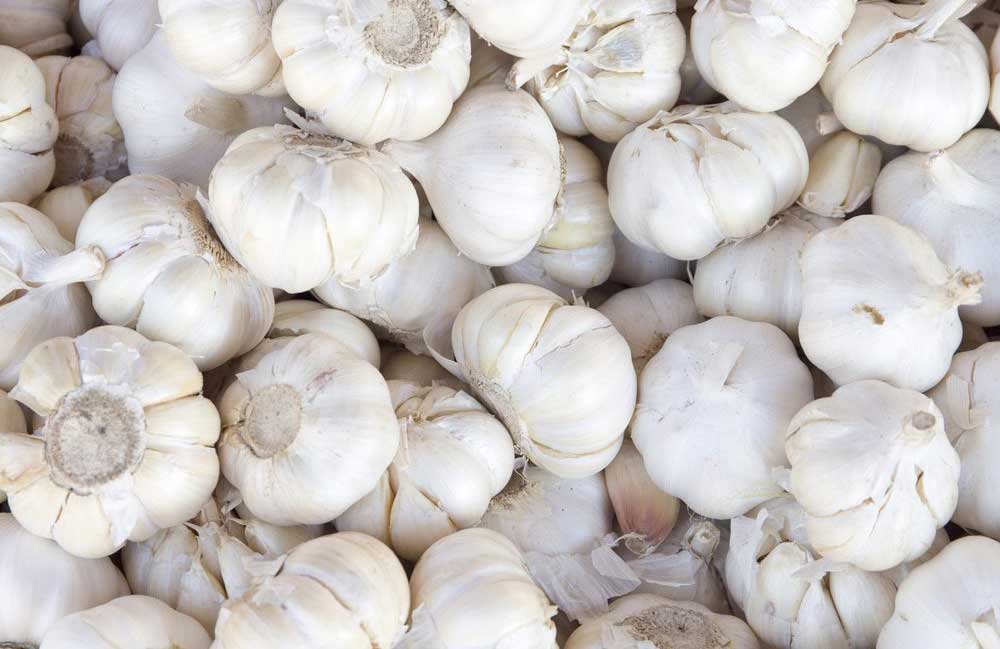 Garlic