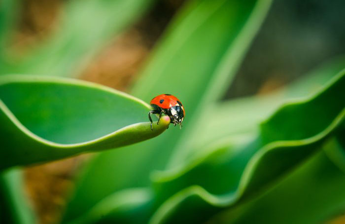 Ladybugs are cannibals