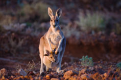 10 adorable animals with some seriously scary habits