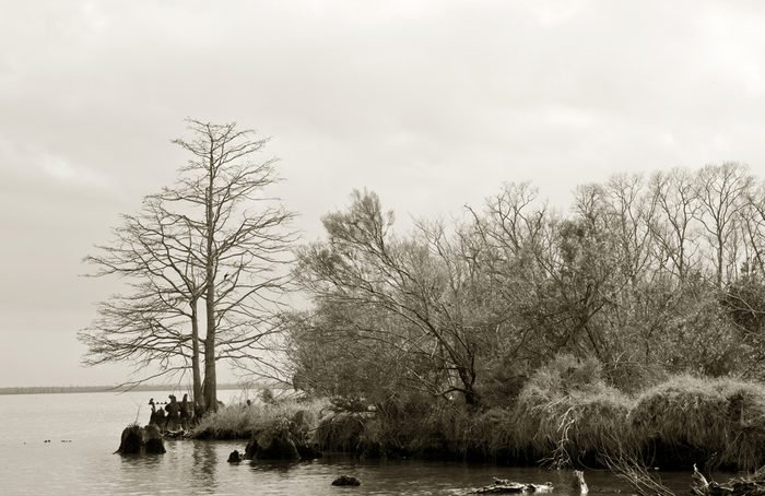 Manchac Swamp, USA