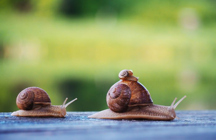 Snails have razor-sharp teeth