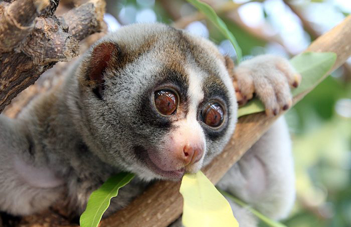 Slow loris monkeys have poisonous elbows