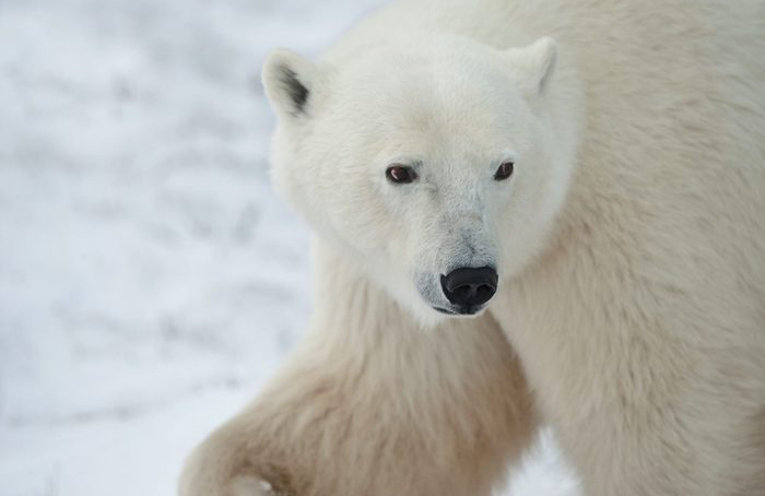 Polar bears are vicious predators
