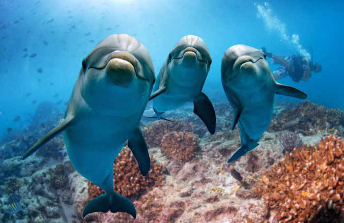 Dolphins like to bully and torture others