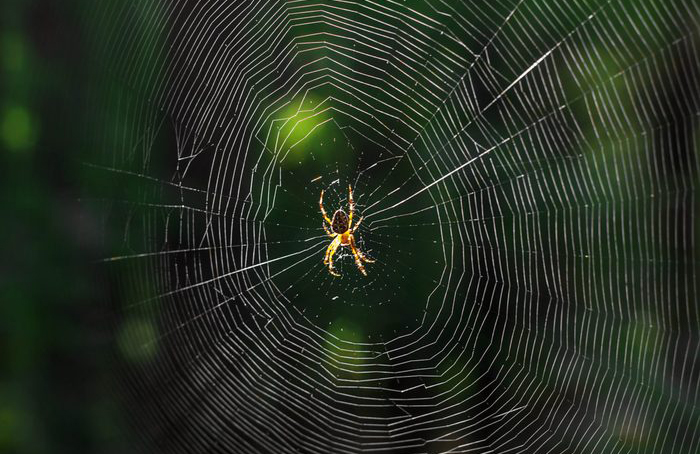 Baby spiders eat their mum