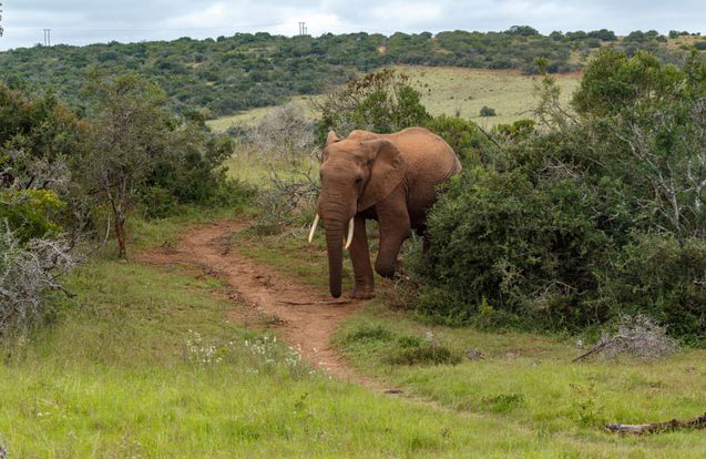 African bush elephant