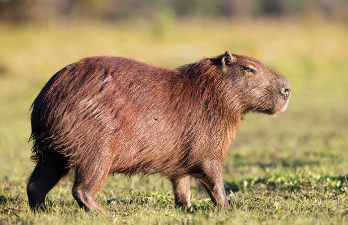 Capybara