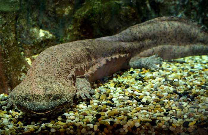 Chinese giant salamander