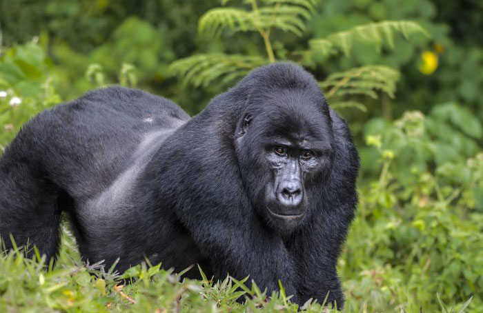 Eastern gorilla