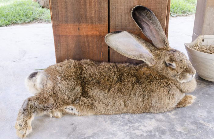 Flemish rabbit