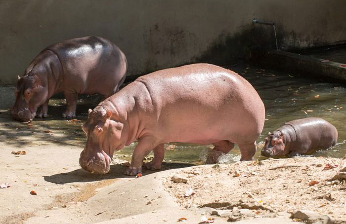Hippos