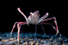 Japanese Spider Crab