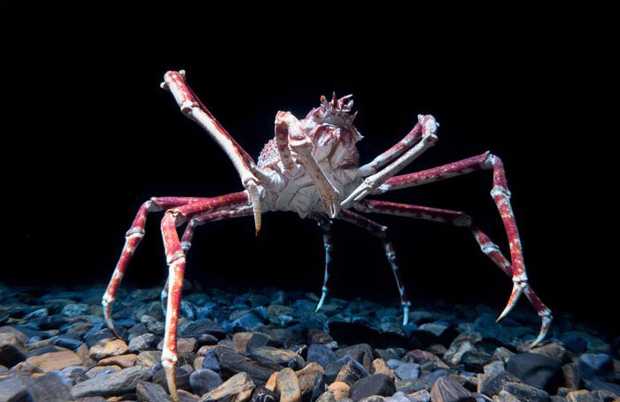 Japanese spider crab