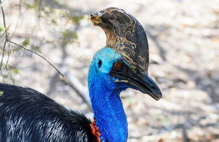 Cassowary
