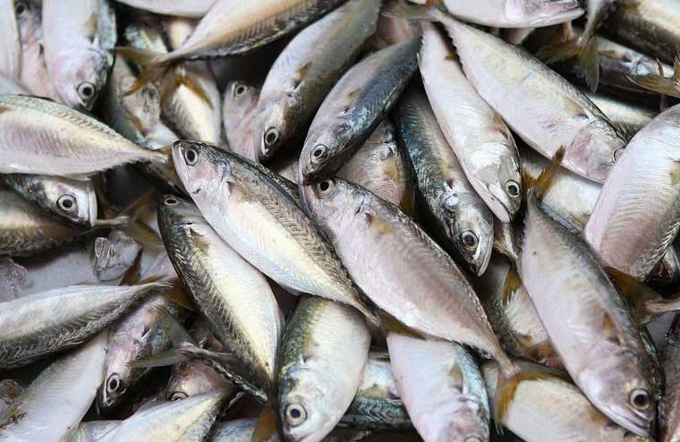Fish