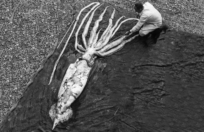 Giant squid