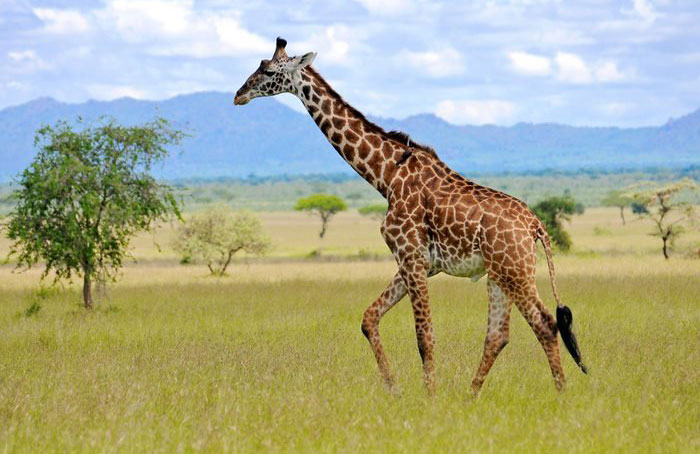 Giraffe