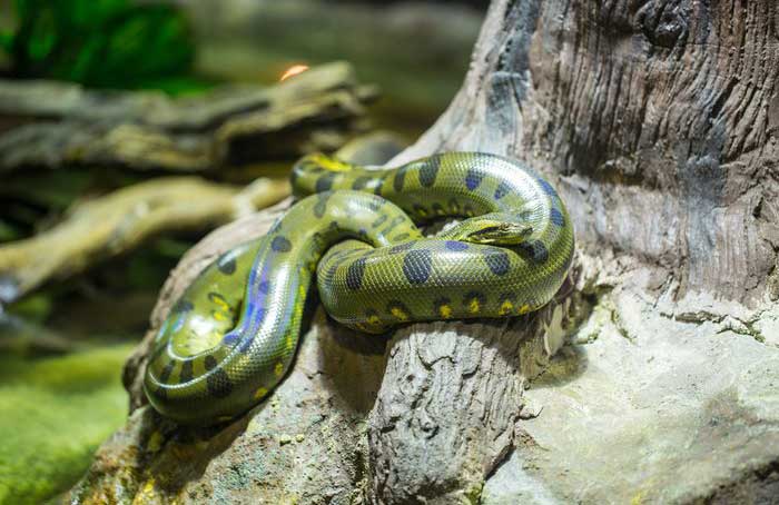 Green anaconda
