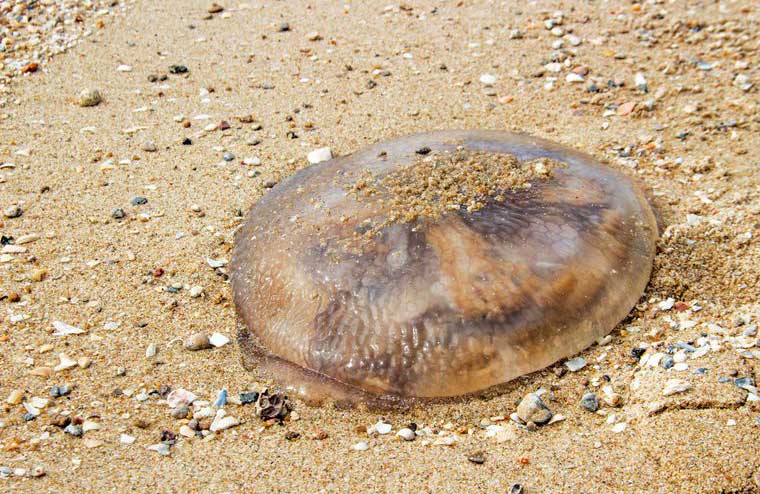 Finally, wee doesn’t soothe a jellyfish sting