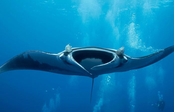 Manta Ray