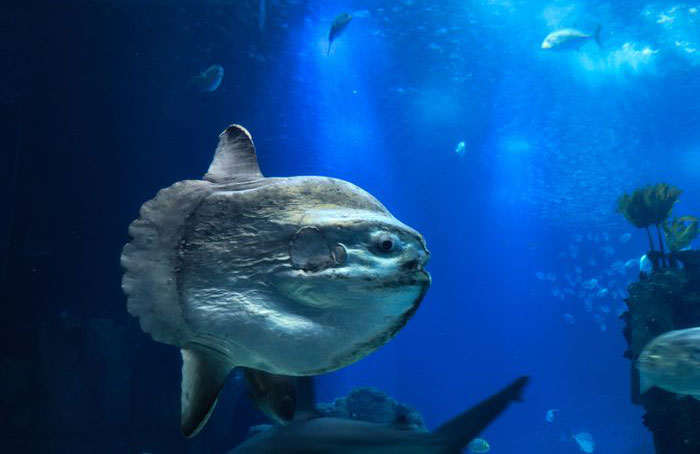 Ocean sunfish