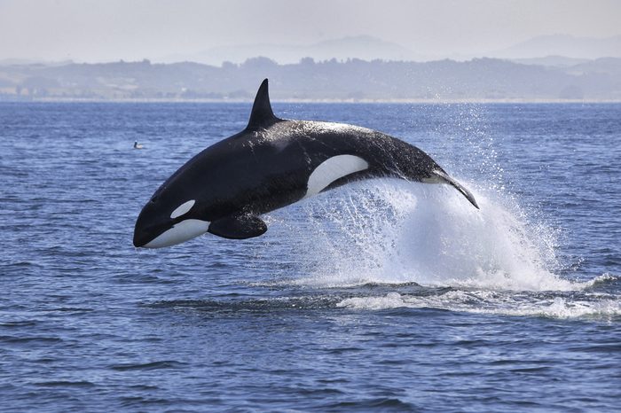 Orca