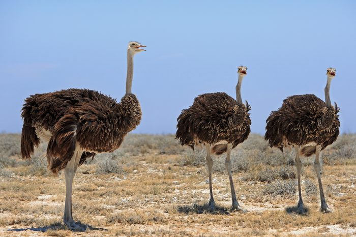 Ostrich