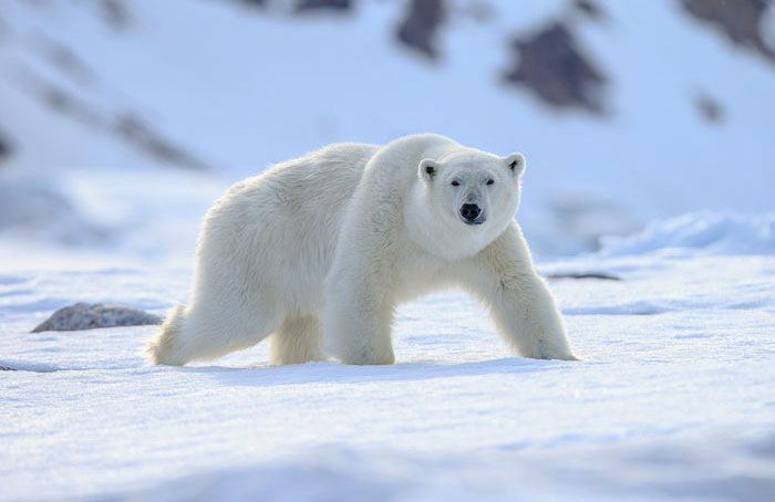 Polar bear