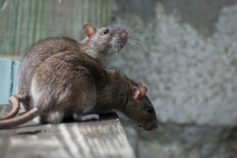 rats