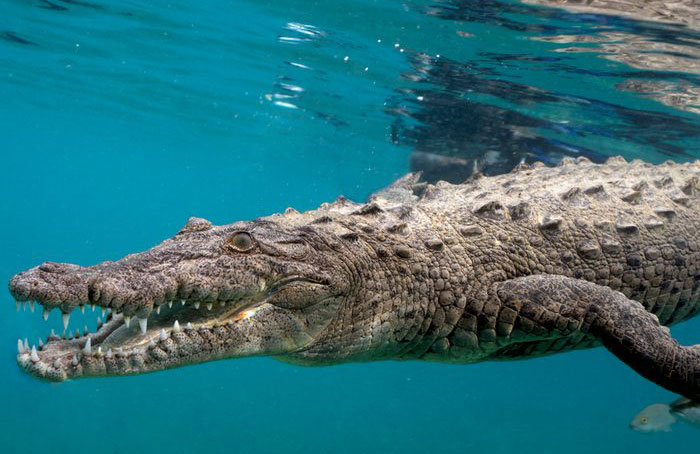 Saltwater crocodile