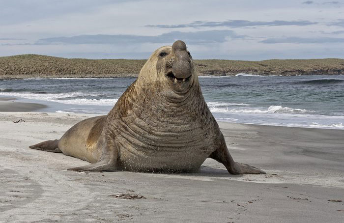 Southern elephant seal