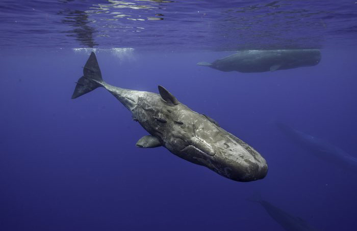Sperm whale