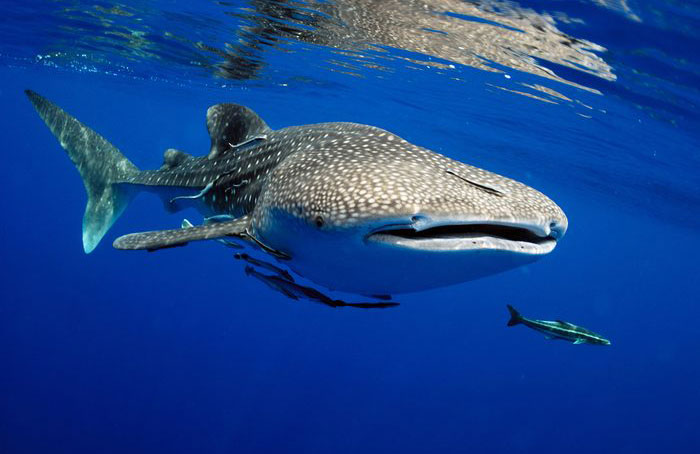 Whale shark
