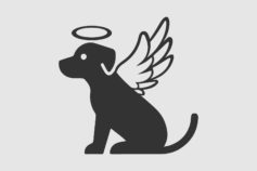 10 ways to use your pet’s ashes to remember them forever