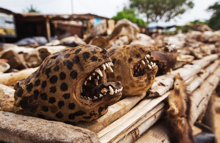 The fetish market in Togo