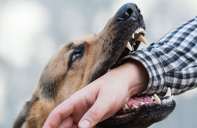 They bite or growl