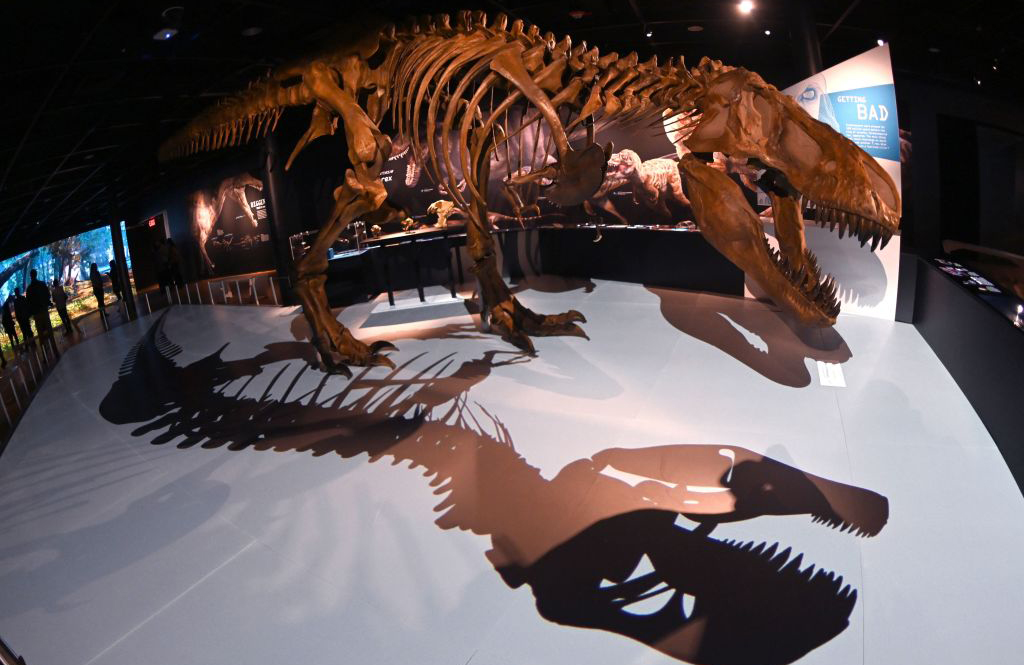 American Museum of Natural History