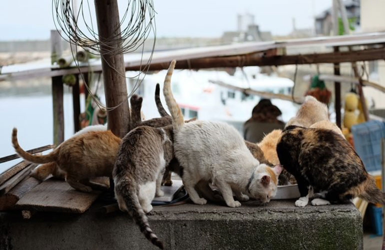 Cat island in Japan