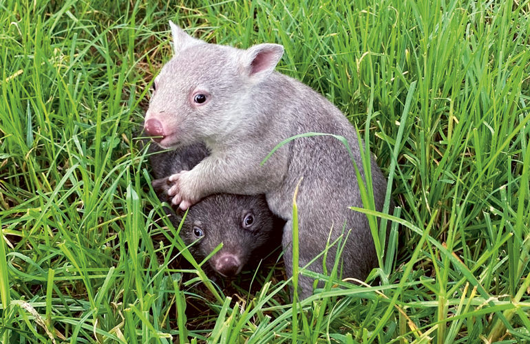 Best of buddies