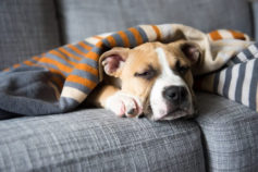 13 warning signs your dog is in pain