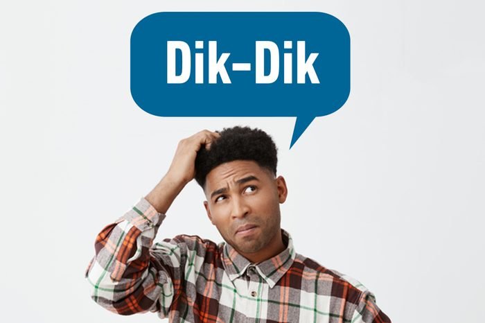 Dik-Dik